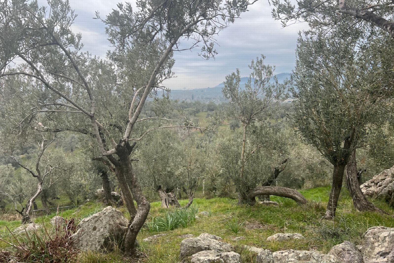 Çiftliğimizden bir kare